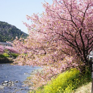 river&sakura